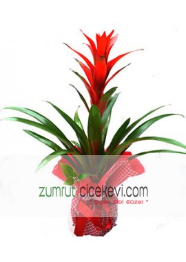 Guzmania