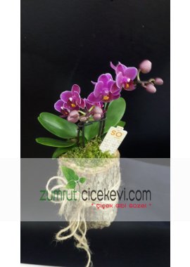 Kütükte Mini Orkide