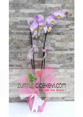 2 Dal Pembe Orkide