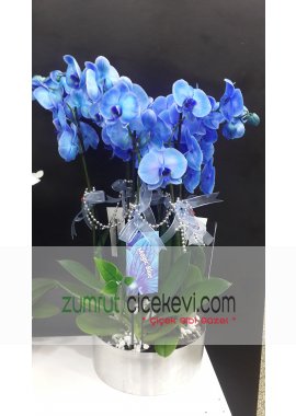 5 Dal Mavi Orkide