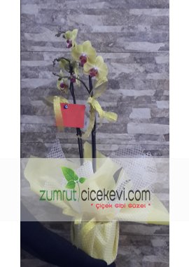 2 Dal Sarı Orkide