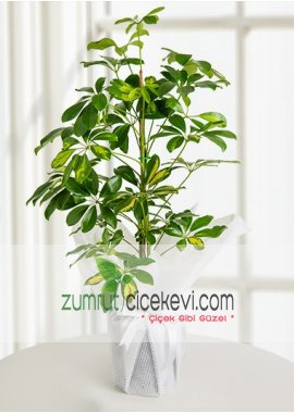 Schefflera Bitkisi