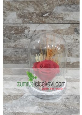 Teraryum İçerisinde Solmayan Kırmızı Gül