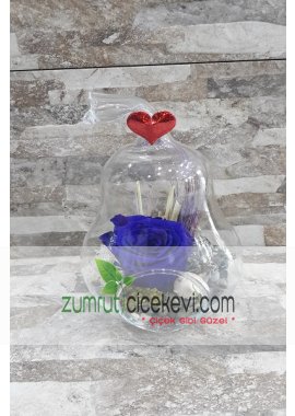 Armut Teraryum İçerisinde Solmayan Gül