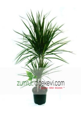 İkili Dracena Marginata